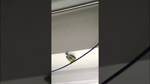 That time BlueTit Chick Pelo Came Indoors