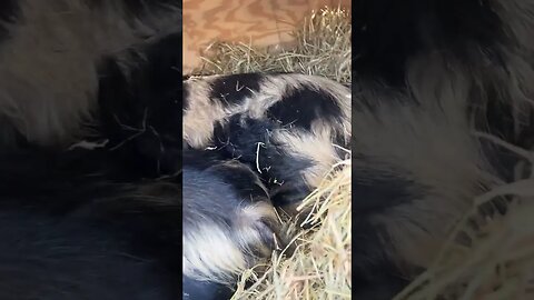 Sleepy pigs 🐷 #kunekune #homesteadingfamily #farmlife #fy #smallfarm #homesteading #youtube