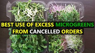 Turn Cancelled Microgreen Orders Into New Potential Customers!