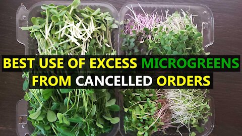 Turn Cancelled Microgreen Orders Into New Potential Customers!