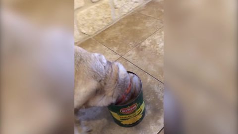 "Dog Gets His Head Stuck in Empty Can"