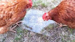 Ice puzzles chickens