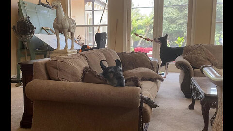 Funny Great Dane Puppy Tosses Her Toy to Herself