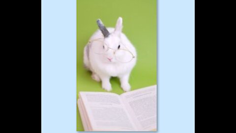 Rabbit reading funny videos