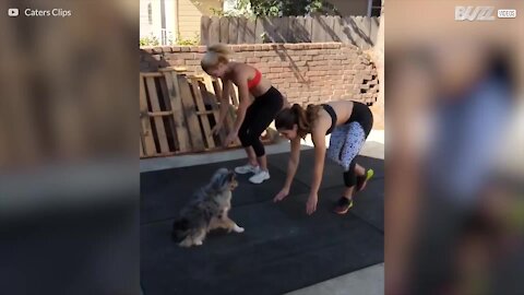 Cane adora allenarsi con la padrona