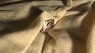 Small Cat Hides under the Blanket