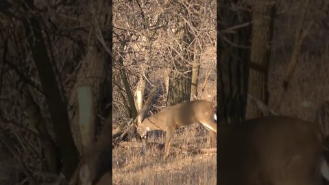 The bucks love this spot #deer #deerhunting #shorts