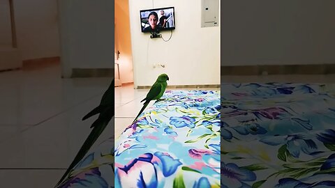 #babyparrot #bird #greenparrot #parrot #mithu #talkingparrot #viral #shorts