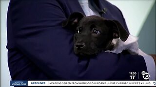 Pet of the Week: Lily