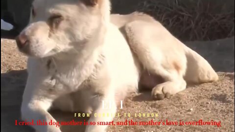 I cried, this dog mother is so smart, and the mother's love is overflowing