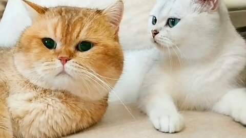 How a Wife Cat talks with her Husband Cat? 😍 The two Talking cats