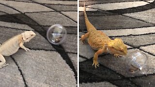 Bearded Dragons experience new toy ball for the first time