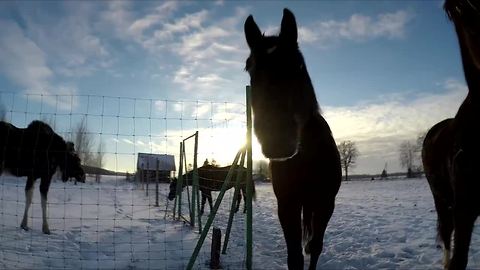 Emma the moose and her horse friends