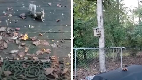 Three squirrel took food from their master and went back to their shelter