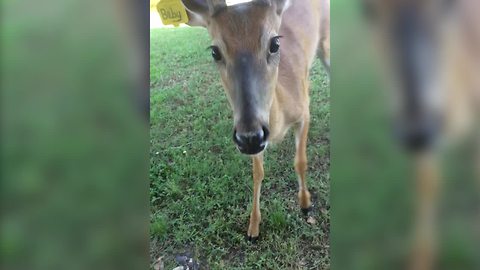 Unbelievable Dance Off Between A Young Girl And A Deer