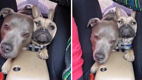Two Dogs Struggle to Be the Center of the Attention During Car Ride