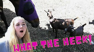 Our Horses Meet Goats For The First Time!