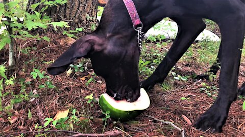 Great Dane Puppy Devours Huge Chunk Of Tasty Watermelon