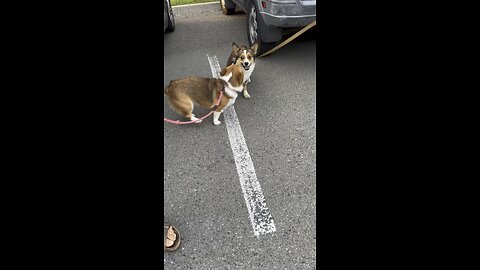 Corgi Met Her Twin