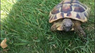 La tartaruga più feroce al mondo