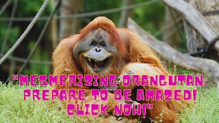 Unbelievable Moment: Man Throws Treat to Orangutan and Witness the Incredible Outcome!