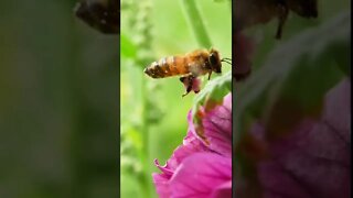 les abeilles 🐝🐝