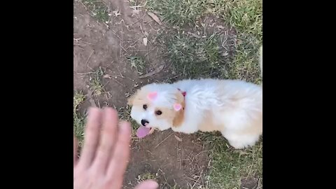 Puppy jumping and saying hi
