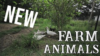 Dealing With Death/ NEW Farm Animals/ Family Farm