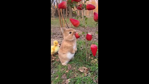 Bunnies eating strawberries