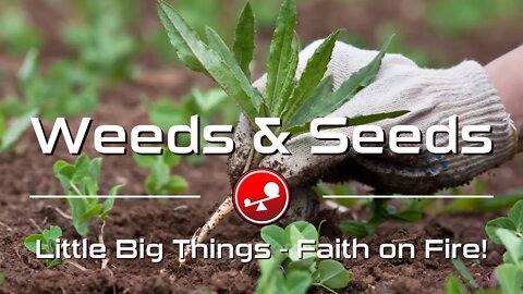 WEEDS AND SEEDS - All Alone With God - Daily Devotions - Little Big Things