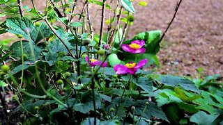 A short collects of mums flowers in her garden