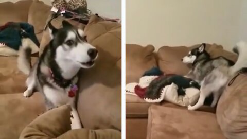 Husky Throws A Dramatic Cute Tantrum