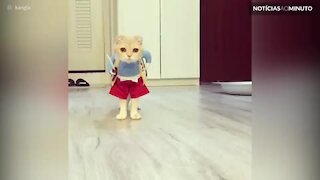 Gato fantasiado com roupas explora a casa em vídeo hilário