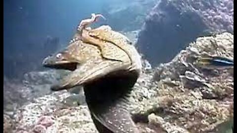 Deadly Fight between a Hungry Eel and an Octopus