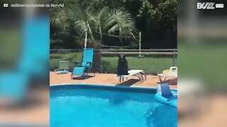 Il cane adora tuffarsi dal trampolino