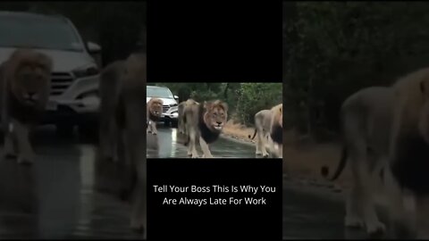 Lions - This Is Why You Are Always Late For Work
