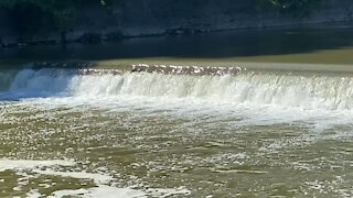 2021 Salmon run Humber River 54