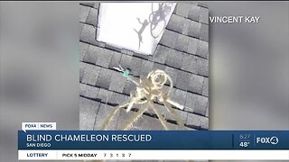 Blind chameleon rescued from roof by drone
