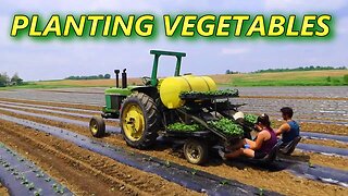 How We Transplant Vegetables on our Produce Farm with a Water Wheel Planter