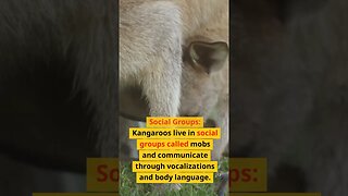 Kangaroo Facts: Speed, Parenting, Diet, and Social Life 🦘 #KangarooFacts #wildlife #shortsvideo