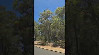 Christmas is Coming The Beauty Of Nature #shortvideo #trending #viral #nature #australia
