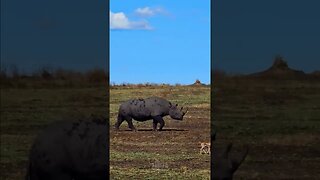 Black Rhino Out For A Stroll #shorts | #ShortsAfrica