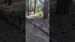 walking through forest on camping trip