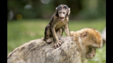 Kid video - Lovely Monkeys for kids - Funny monkeys for children - សត្វស្វា - Animals