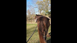 Gypsy Horse Quiggly Ground Driving