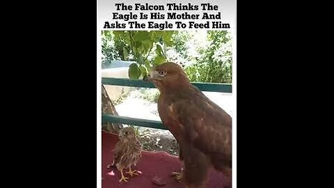 The Falcon thinks the eagle is his mother and asks the eagle to feed him