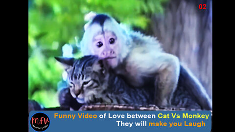 Funny Video Cat Vs Monkey Love-Part-02:MayaFunnyVideo