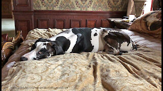 Funny Cat Swipes Great Dane's Spot On The Jumbo Dog Bed