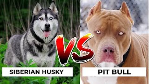 Pitbull VS Husky - Husky VS Pitbull Truehacks