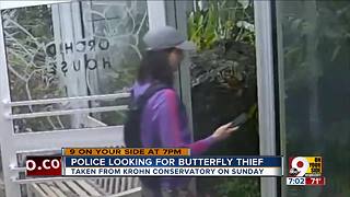 Police looking for butterfly thief